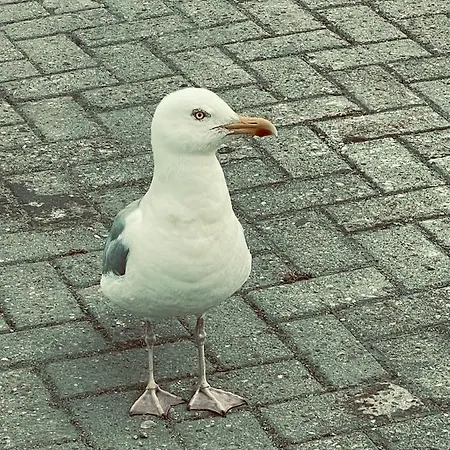 Сasa de vacaciones Fewomik *